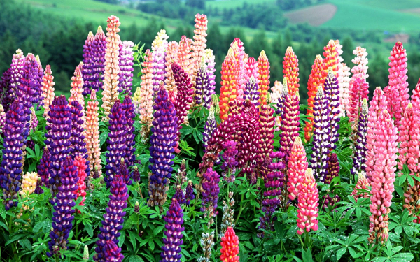 Разноцветные люпины