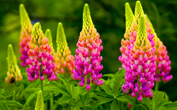 Розовые люпины