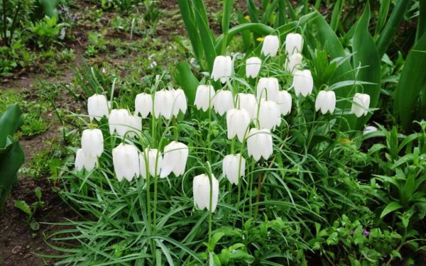 Рябчик альба