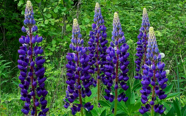 Синие люпины