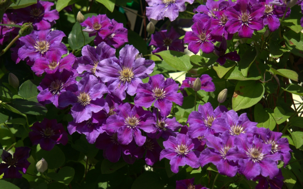 Фиолетовые климатисы