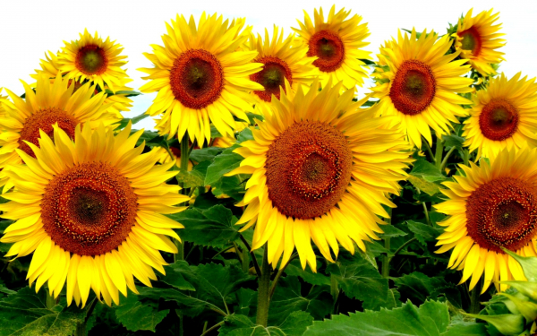 Цветущие подсолнухи