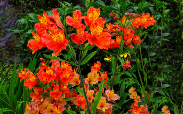 Альстромерия в саду