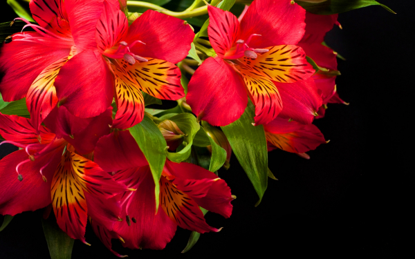 Альстромерия красная