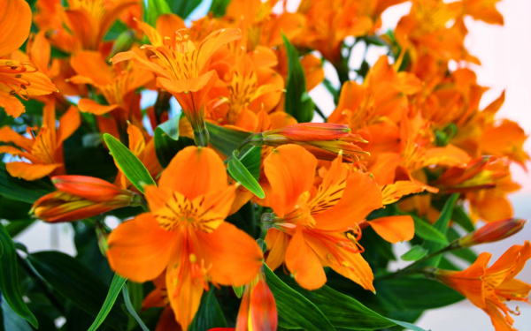 Альстромерия оранжевая