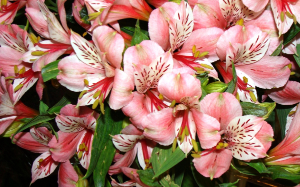 Альстромерия розовая