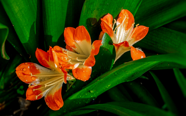 Альстромерия