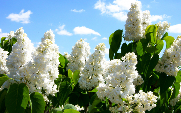 Белая сирень