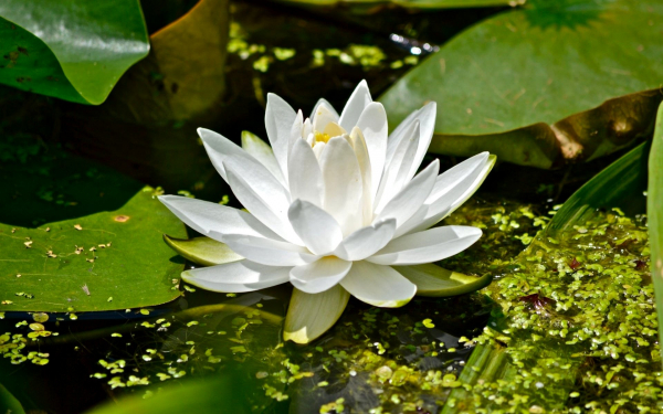 Белая водяная лилия