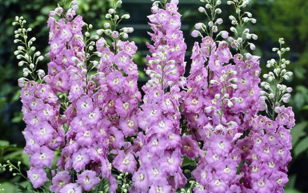 Дельфиниум лиловый