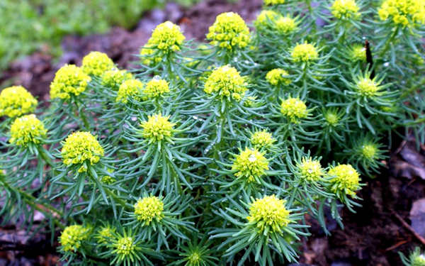 Кипарисовый молочай