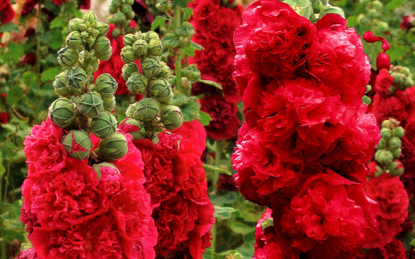 Красная махровая мальва