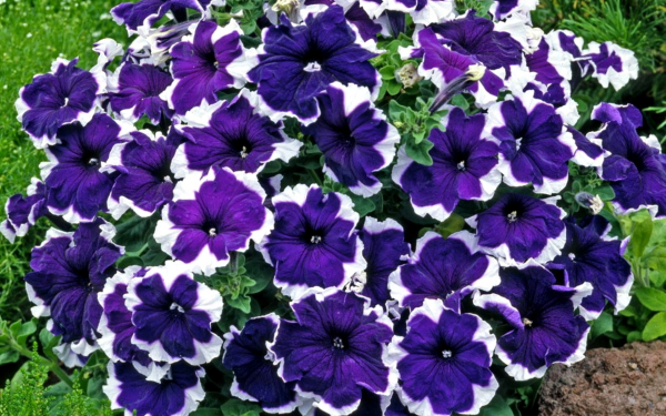 Крупноцветковая петуния