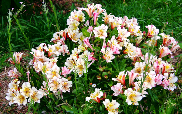 Куст альстромерии