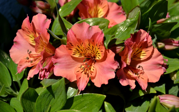 Лиловая альстромерия