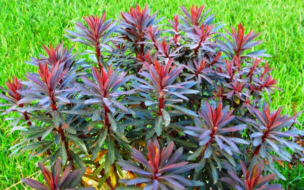 Миндальный молочай