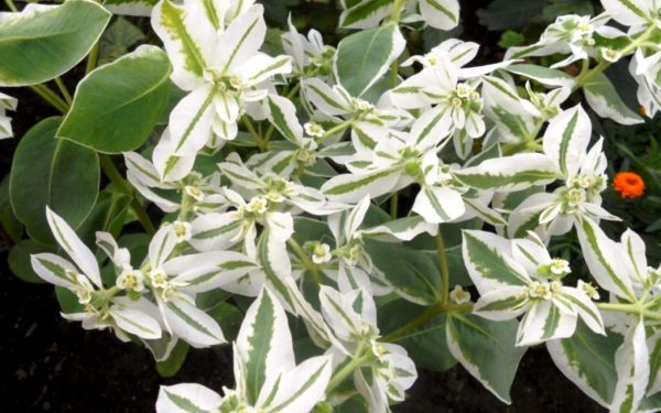 Окаймленный молочай