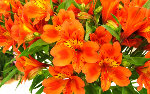 Оранжевая альстромерия