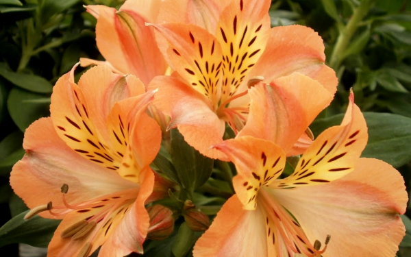 Персиковая альстромерия