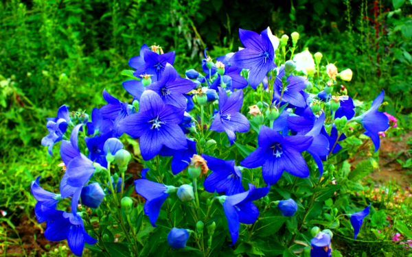 Платикодон