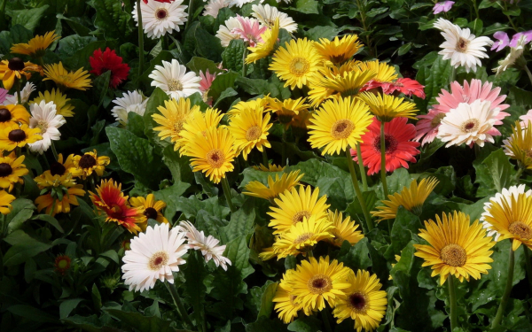 Разноцветные герберы