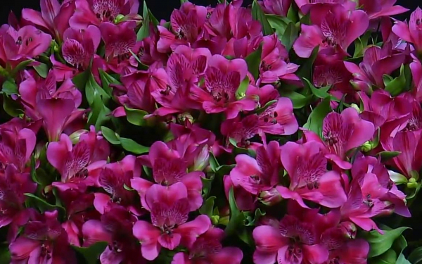 Сиреневая альстромения