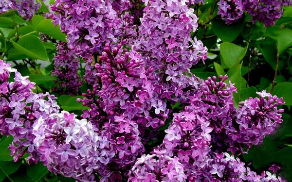 Сирень красивая