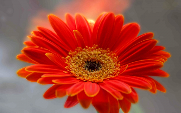 Цветок Гербера