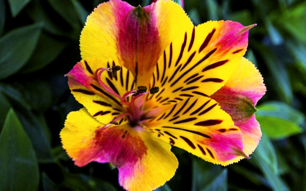 Цветок альстромерия