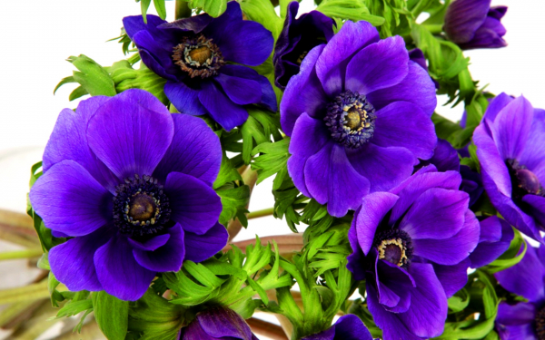 Цветы анемоны