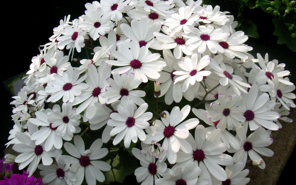 Цинерария белая