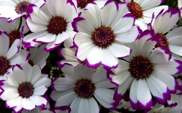 Цинерария бело-лиловая