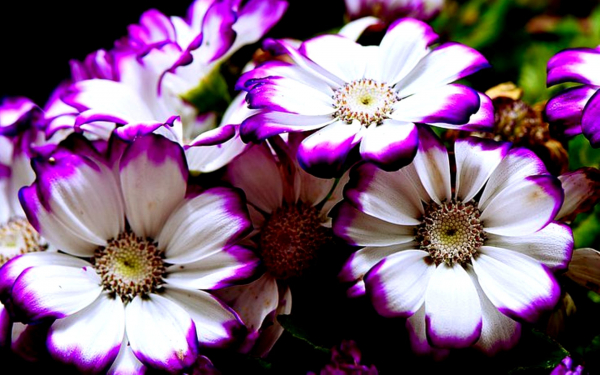 Цинерария бело-фиолетовая