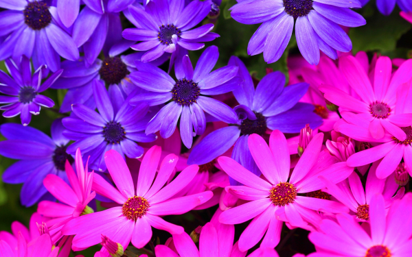 Африканская ромашка остеоспермум