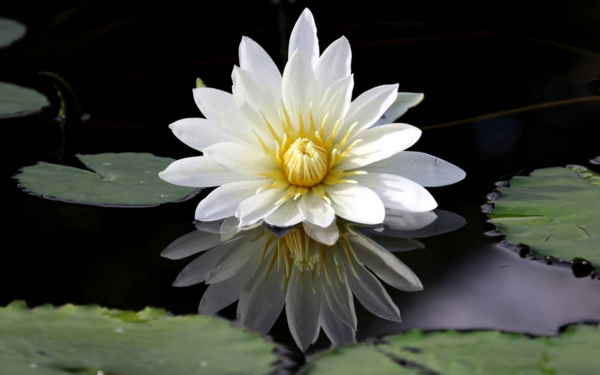 Водяная лилия белая