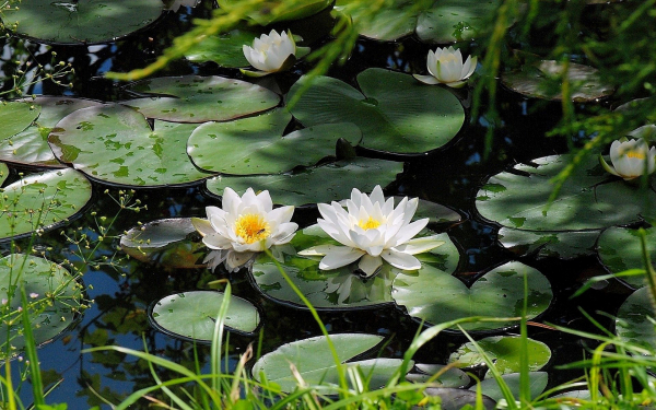 Водяные лилии