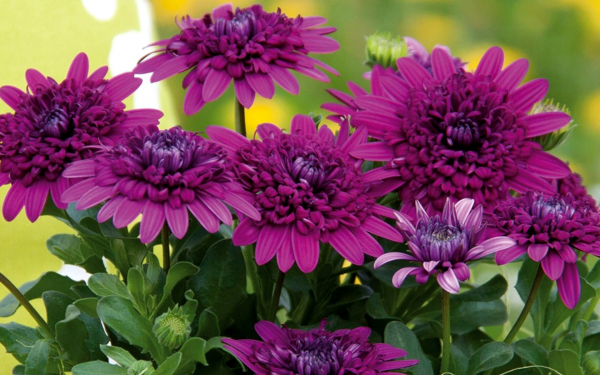 Остеоспермум махровый