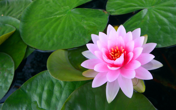 Розовая водяная лилия