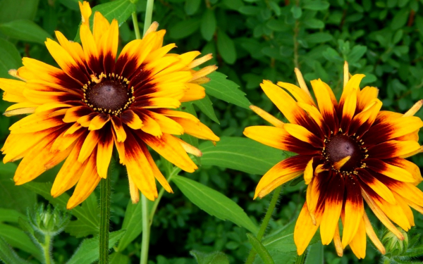 Рудбекия Хирта