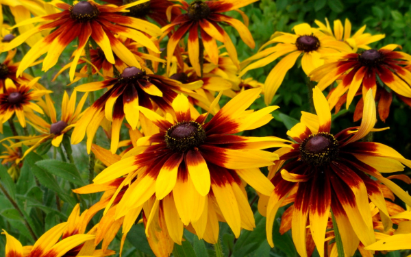 Рудбекия двухцветная