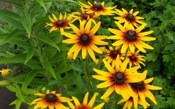 Рудбекия многолетняя