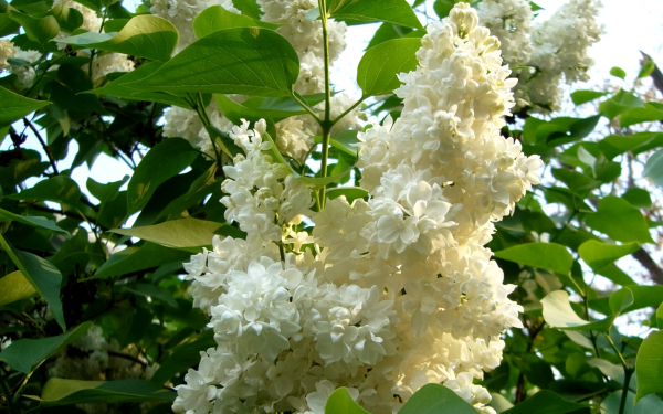 Цветы белой сирени