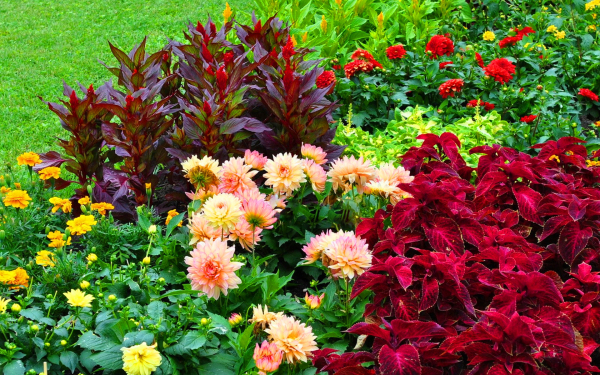 Цветы на клумбе