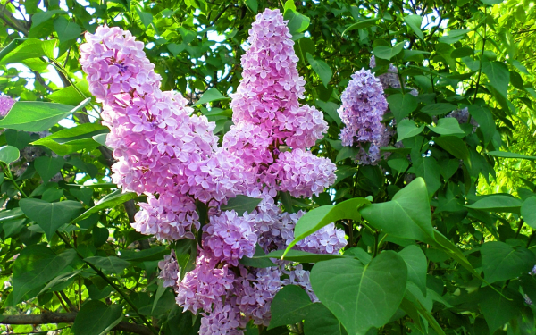 Цветы сирени