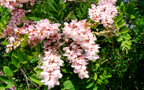 Акация розовая