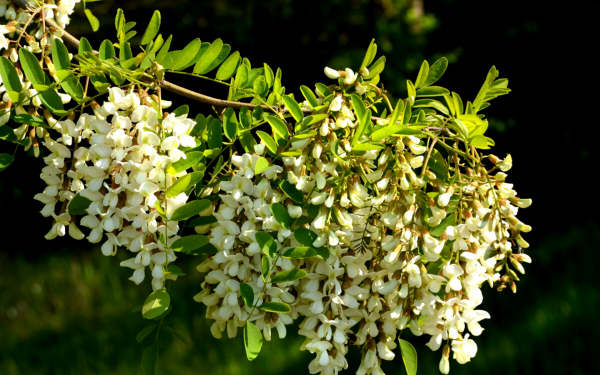 Белая акация