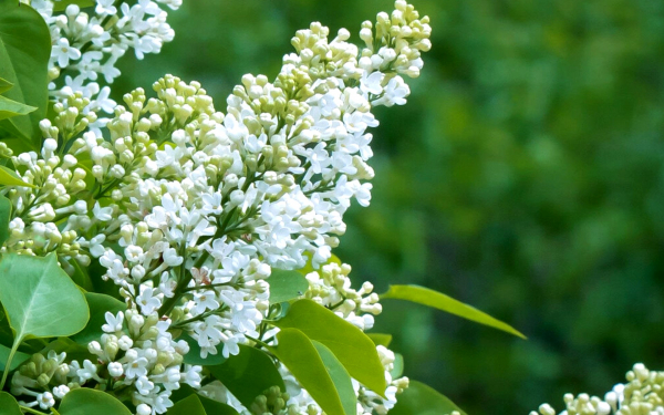 Белая сирень