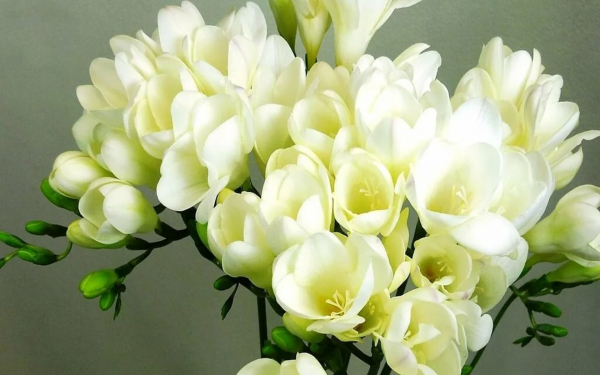 Белые фрезии