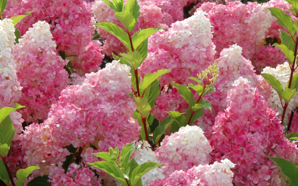 Гортензия метельчатая розовая