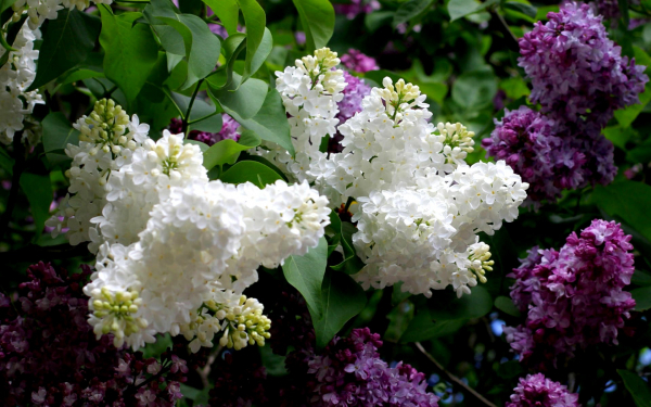 Красивая сирень